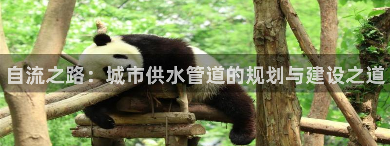 球盟会头号玩家