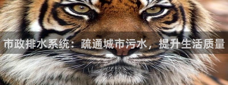 球盟会官方最新入口